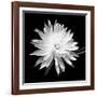 Queen of the Night BW II-Douglas Taylor-Framed Photographic Print