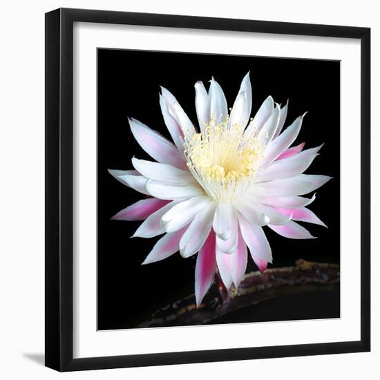 Queen of the Night I-Douglas Taylor-Framed Photographic Print