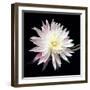 Queen of the Night II-Douglas Taylor-Framed Photographic Print