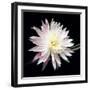 Queen of the Night II-Douglas Taylor-Framed Photographic Print