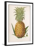 Queen Pineapple-null-Framed Photographic Print