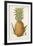 Queen Pineapple-null-Framed Photographic Print