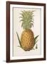 Queen Pineapple-null-Framed Photographic Print