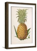 Queen Pineapple-null-Framed Premium Photographic Print