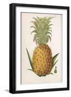 Queen Pineapple-null-Framed Premium Photographic Print