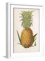 Queen Pineapple-null-Framed Premium Photographic Print