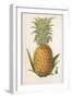 Queen Pineapple-null-Framed Premium Photographic Print