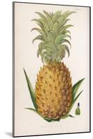 Queen Pineapple-null-Mounted Premium Photographic Print