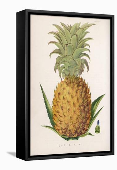 Queen Pineapple-null-Framed Stretched Canvas