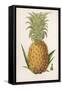 Queen Pineapple-null-Framed Stretched Canvas