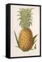 Queen Pineapple-null-Framed Stretched Canvas