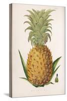 Queen Pineapple-null-Stretched Canvas