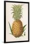 Queen Pineapple-null-Framed Photographic Print