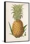 Queen Pineapple-null-Framed Stretched Canvas