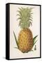 Queen Pineapple-null-Framed Stretched Canvas