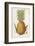 Queen Pineapple-null-Framed Photographic Print
