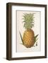 Queen Pineapple-null-Framed Photographic Print