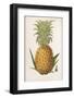 Queen Pineapple-null-Framed Photographic Print