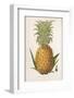 Queen Pineapple-null-Framed Photographic Print