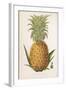 Queen Pineapple-null-Framed Photographic Print