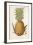 Queen Pineapple-null-Framed Photographic Print