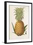 Queen Pineapple-null-Framed Photographic Print