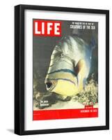 Queen Triggerfish, The World We Live In: Creatures of the Deep, November 30, 1953-Fritz Goro-Framed Photographic Print