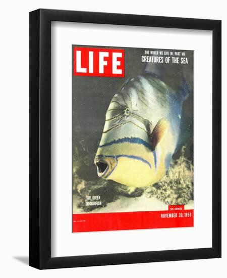 Queen Triggerfish, The World We Live In: Creatures of the Deep, November 30, 1953-Fritz Goro-Framed Photographic Print