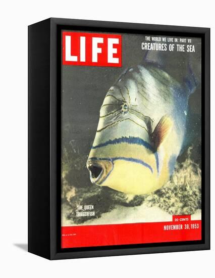 Queen Triggerfish, The World We Live In: Creatures of the Deep, November 30, 1953-Fritz Goro-Framed Stretched Canvas