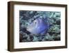 Queen Triggerfish-Hal Beral-Framed Photographic Print