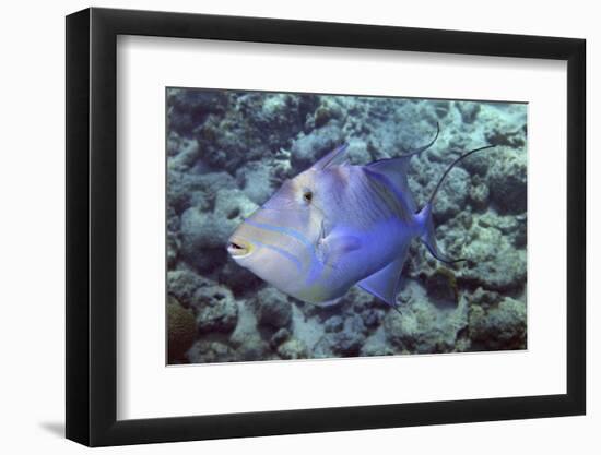 Queen Triggerfish-Hal Beral-Framed Photographic Print