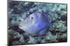 Queen Triggerfish-Hal Beral-Mounted Photographic Print