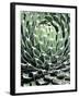 Queen Victoria Agave-Lydia Marano-Framed Photographic Print