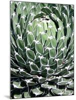 Queen Victoria Agave-Lydia Marano-Mounted Photographic Print