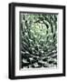 Queen Victoria Agave-Lydia Marano-Framed Photographic Print