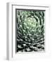 Queen Victoria Agave-Lydia Marano-Framed Photographic Print