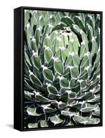 Queen Victoria Agave-Lydia Marano-Framed Stretched Canvas