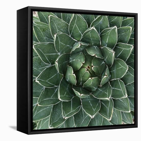 Queen Victoria Century Plant-Micha Pawlitzki-Framed Stretched Canvas