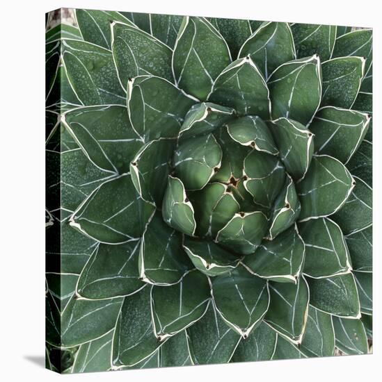 Queen Victoria Century Plant-Micha Pawlitzki-Stretched Canvas