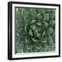 Queen Victoria Century Plant-Micha Pawlitzki-Framed Premium Photographic Print