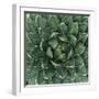 Queen Victoria Century Plant-Micha Pawlitzki-Framed Premium Photographic Print