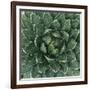 Queen Victoria Century Plant-Micha Pawlitzki-Framed Photographic Print