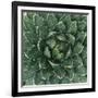 Queen Victoria Century Plant-Micha Pawlitzki-Framed Photographic Print