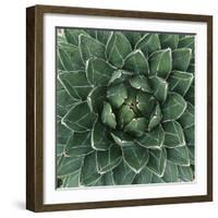 Queen Victoria Century Plant-Micha Pawlitzki-Framed Photographic Print