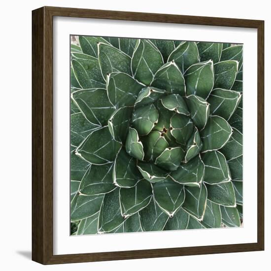 Queen Victoria Century Plant-Micha Pawlitzki-Framed Photographic Print