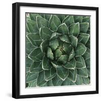 Queen Victoria Century Plant-Micha Pawlitzki-Framed Photographic Print