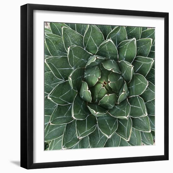 Queen Victoria Century Plant-Micha Pawlitzki-Framed Photographic Print