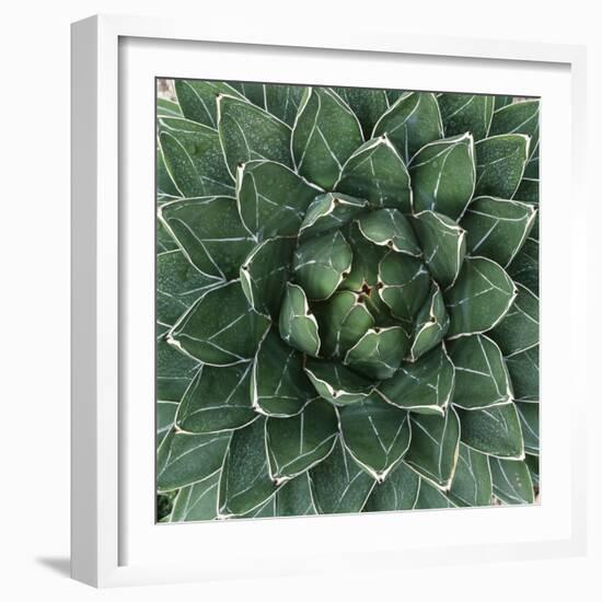 Queen Victoria Century Plant-Micha Pawlitzki-Framed Photographic Print