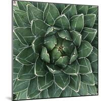 Queen Victoria Century Plant-Micha Pawlitzki-Mounted Photographic Print