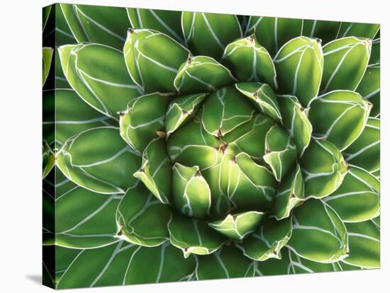 Queen Victoria's Agave, Sonora Desert Museum, Tucson, Arizona, USA-Rob Tilley-Stretched Canvas